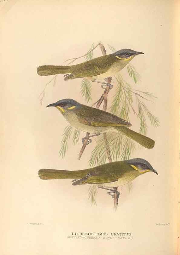 Reproducción/Reproduction 27529237667: The birds of Australia /. London :Witherby,1910-1927.. 