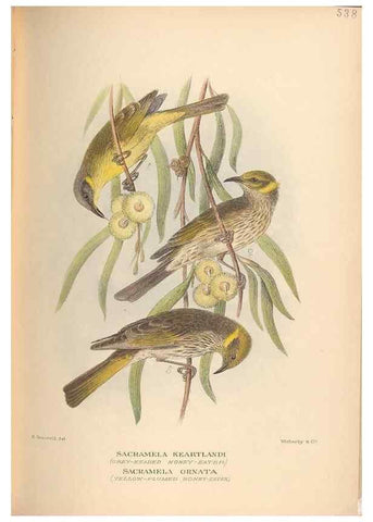 Reproducción/Reproduction 41676290144: The birds of Australia /. London :Witherby,1910-1927.. 