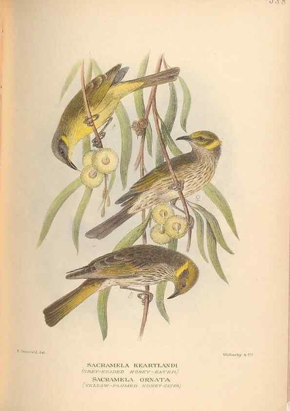 Reproducción/Reproduction 41676290144: The birds of Australia /. London :Witherby,1910-1927.. 