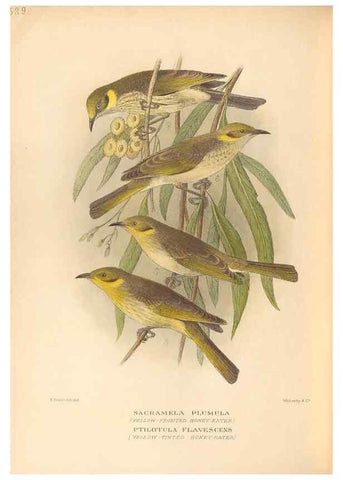 Reproducción/Reproduction 27529240397: The birds of Australia /. London :Witherby,1910-1927.. 