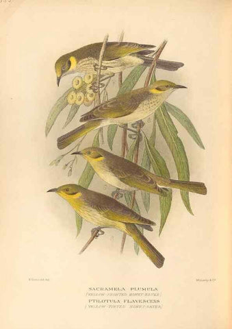 Reproducción/Reproduction 27529240397: The birds of Australia /. London :Witherby,1910-1927.. 