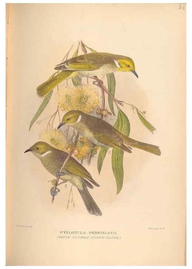 Reproducción/Reproduction 41676292444: The birds of Australia /. London :Witherby,1910-1927.. 