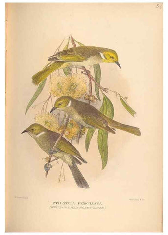 Reproducción/Reproduction 41676292444: The birds of Australia /. London :Witherby,1910-1927.. 