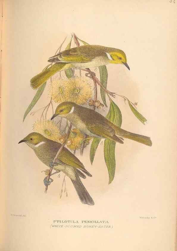 Reproducción/Reproduction 41676292444: The birds of Australia /. London :Witherby,1910-1927.. 
