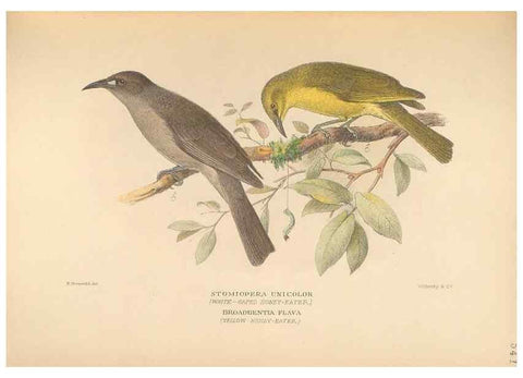 Reproducción/Reproduction 41497388255: The birds of Australia /. London :Witherby,1910-1927.. 