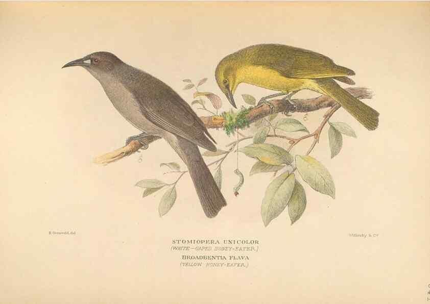 Reproducción/Reproduction 41497388255: The birds of Australia /. London :Witherby,1910-1927.. 