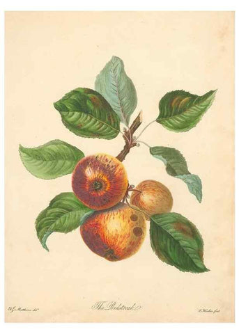 Reproducción/Reproduction 41536338605: Pomona Herefordiensis :. London :Printed for the Agricultural Society of Herefordshire, by W. Bulmer ... and sold by W. Hooker ... White and Cochrane ... and J. Harding ...,1811.. 
