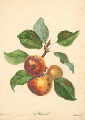 Reproducción/Reproduction 41536338605: Pomona Herefordiensis :. London :Printed for the Agricultural Society of Herefordshire, by W. Bulmer ... and sold by W. Hooker ... White and Cochrane ... and J. Harding ...,1811.. 