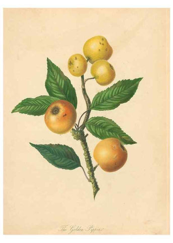 Reproducción/Reproduction 41715328924: Pomona Herefordiensis :. London :Printed for the Agricultural Society of Herefordshire, by W. Bulmer ... and sold by W. Hooker ... White and Cochrane ... and J. Harding ...,1811.. 