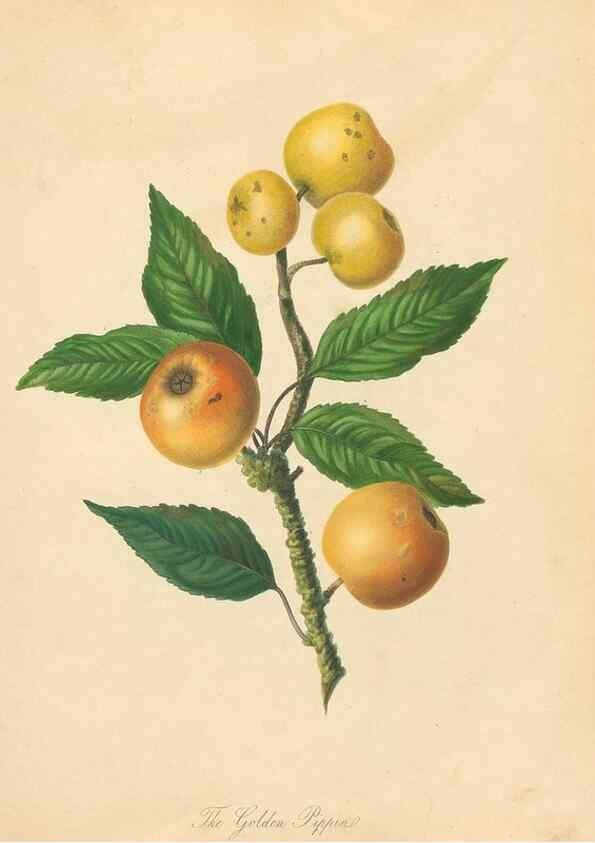 Reproducción/Reproduction 41715328924: Pomona Herefordiensis :. London :Printed for the Agricultural Society of Herefordshire, by W. Bulmer ... and sold by W. Hooker ... White and Cochrane ... and J. Harding ...,1811.. 