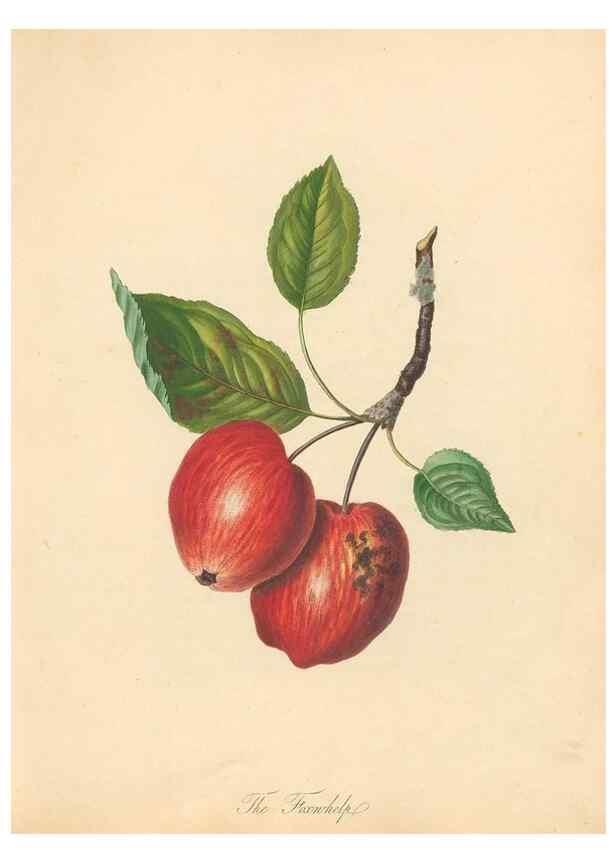 Reproducción/Reproduction 42438582281: Pomona Herefordiensis :. London :Printed for the Agricultural Society of Herefordshire, by W. Bulmer ... and sold by W. Hooker ... White and Cochrane ... and J. Harding ...,1811.. 