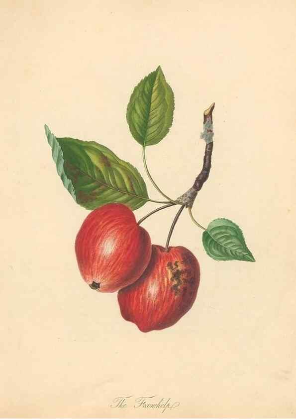 Reproducción/Reproduction 42438582281: Pomona Herefordiensis :. London :Printed for the Agricultural Society of Herefordshire, by W. Bulmer ... and sold by W. Hooker ... White and Cochrane ... and J. Harding ...,1811.. 
