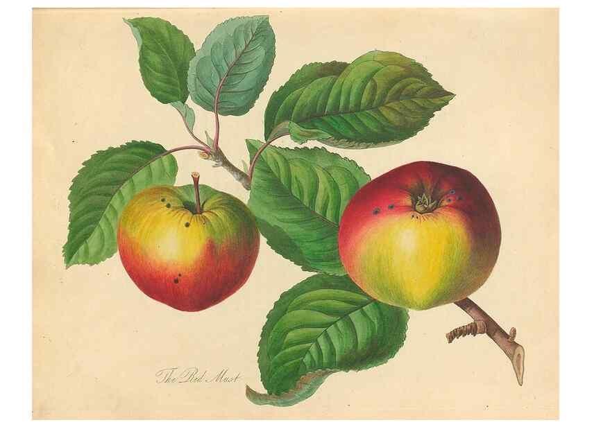 Reproducción/Reproduction 42438583781: Pomona Herefordiensis :. London :Printed for the Agricultural Society of Herefordshire, by W. Bulmer ... and sold by W. Hooker ... White and Cochrane ... and J. Harding ...,1811.. 