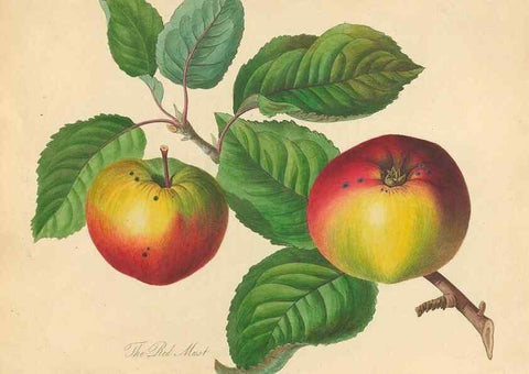Reproducción/Reproduction 42438583781: Pomona Herefordiensis :. London :Printed for the Agricultural Society of Herefordshire, by W. Bulmer ... and sold by W. Hooker ... White and Cochrane ... and J. Harding ...,1811.. 