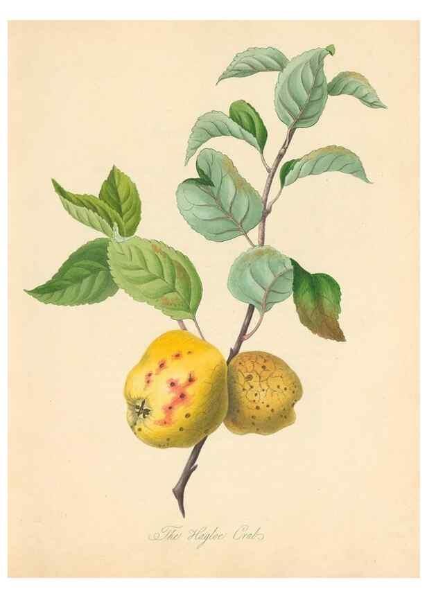 Reproducción/Reproduction 41536346755: Pomona Herefordiensis :. London :Printed for the Agricultural Society of Herefordshire, by W. Bulmer ... and sold by W. Hooker ... White and Cochrane ... and J. Harding ...,1811.. 