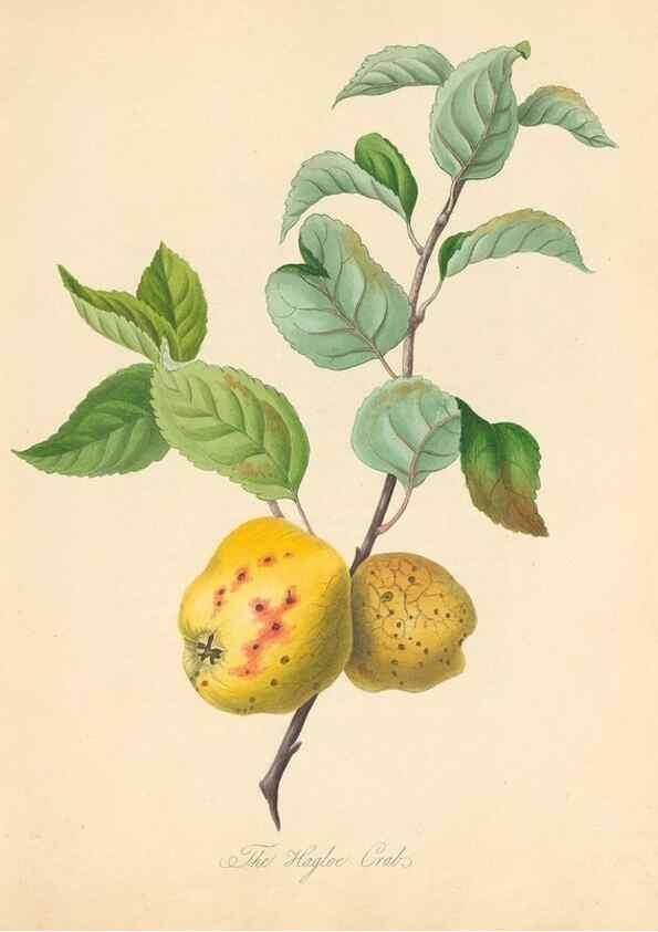 Reproducción/Reproduction 41536346755: Pomona Herefordiensis :. London :Printed for the Agricultural Society of Herefordshire, by W. Bulmer ... and sold by W. Hooker ... White and Cochrane ... and J. Harding ...,1811.. 