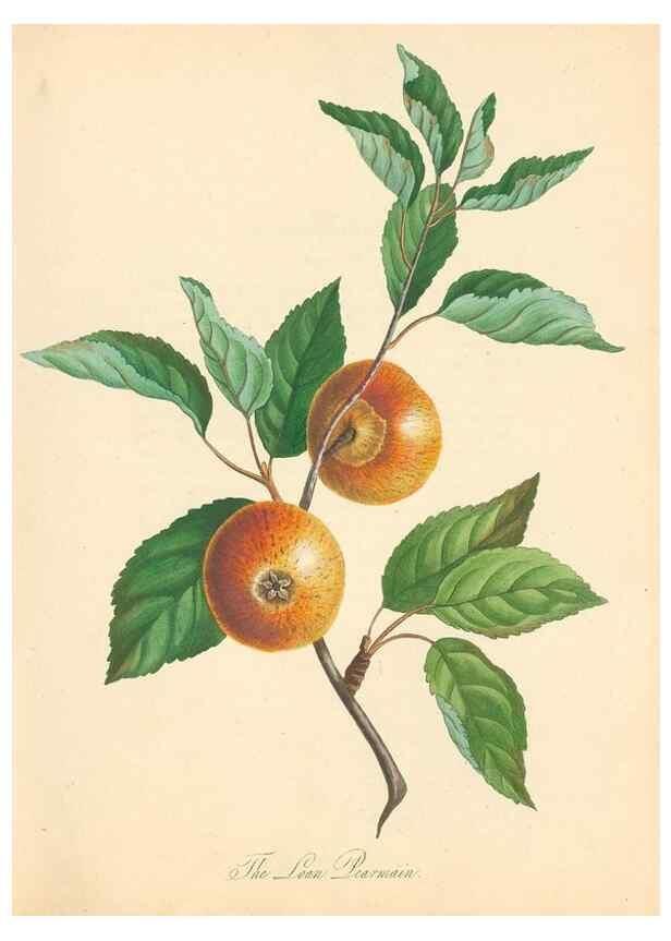 Reproducción/Reproduction 41715341374: Pomona Herefordiensis :. London :Printed for the Agricultural Society of Herefordshire, by W. Bulmer ... and sold by W. Hooker ... White and Cochrane ... and J. Harding ...,1811.. 