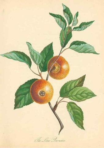 Reproducción/Reproduction 41715341374: Pomona Herefordiensis :. London :Printed for the Agricultural Society of Herefordshire, by W. Bulmer ... and sold by W. Hooker ... White and Cochrane ... and J. Harding ...,1811.. 