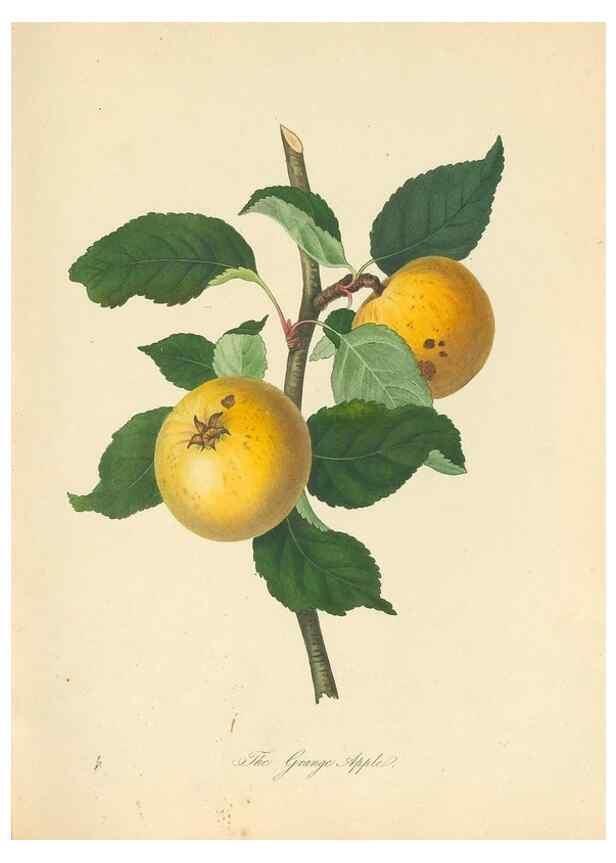 Reproducción/Reproduction 42388054252: Pomona Herefordiensis :. London :Printed for the Agricultural Society of Herefordshire, by W. Bulmer ... and sold by W. Hooker ... White and Cochrane ... and J. Harding ...,1811.. 