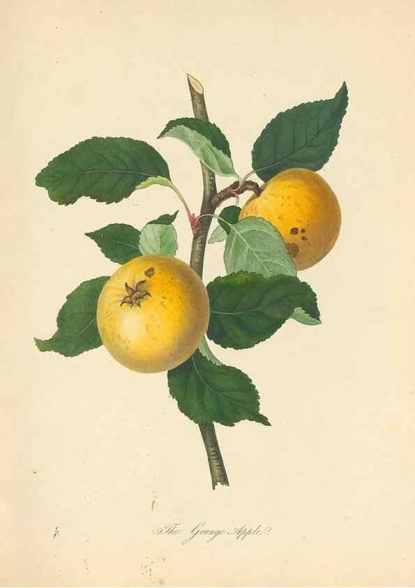 Reproducción/Reproduction 42388054252: Pomona Herefordiensis :. London :Printed for the Agricultural Society of Herefordshire, by W. Bulmer ... and sold by W. Hooker ... White and Cochrane ... and J. Harding ...,1811.. 