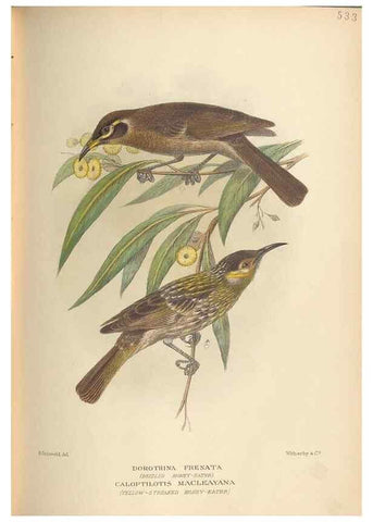 Reproducción/Reproduction 41676285214: The birds of Australia /. London :Witherby,1910-1927.. 