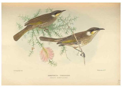 Reproducción/Reproduction 27529229947: The birds of Australia /. London :Witherby,1910-1927.. 