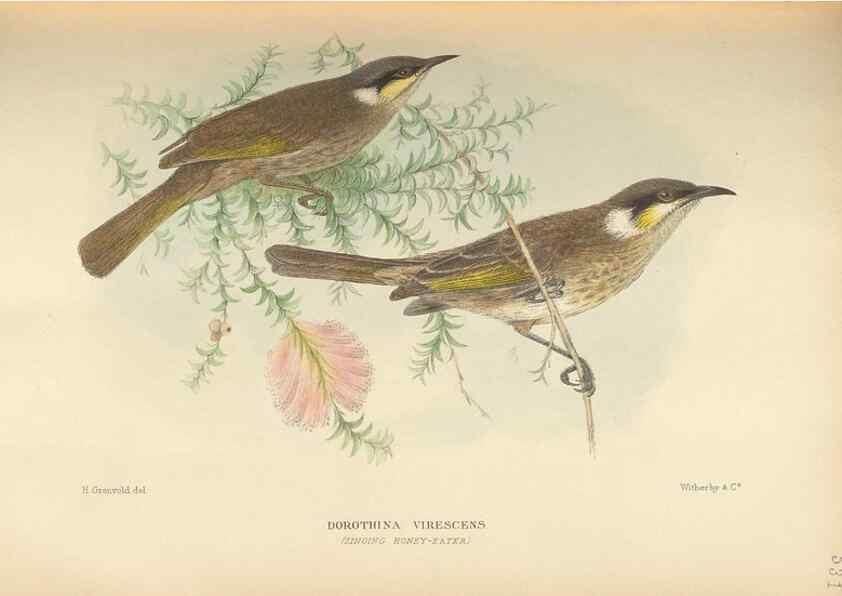 Reproducción/Reproduction 27529229947: The birds of Australia /. London :Witherby,1910-1927.. 