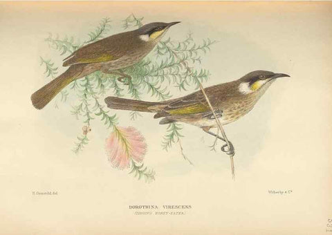 Reproducción/Reproduction 27529229947: The birds of Australia /. London :Witherby,1910-1927.. 