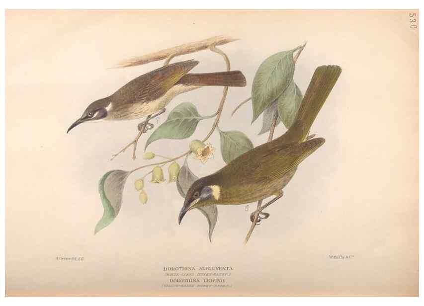 Reproducción/Reproduction 42399830661: The birds of Australia /. London :Witherby,1910-1927.. 