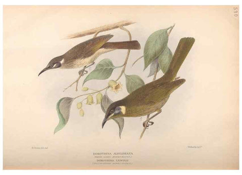 Reproducción/Reproduction 42399830661: The birds of Australia /. London :Witherby,1910-1927.. 