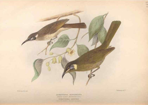 Reproducción/Reproduction 42399830661: The birds of Australia /. London :Witherby,1910-1927.. 