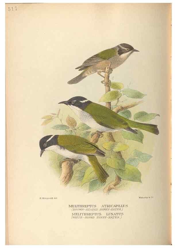 Reproducción/Reproduction 41676259124: The birds of Australia /. London :Witherby,1910-1927.. 