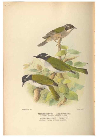Reproducción/Reproduction 41676259124: The birds of Australia /. London :Witherby,1910-1927.. 