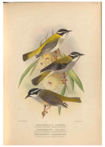 Reproducción/Reproduction 28526352378: The birds of Australia /. London :Witherby,1910-1927.. 