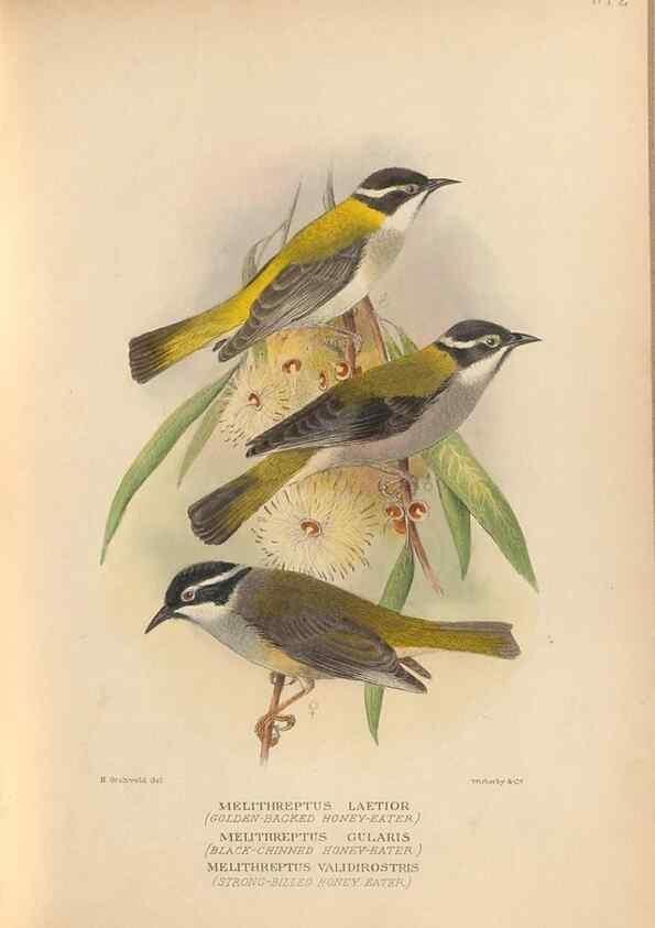 Reproducción/Reproduction 28526352378: The birds of Australia /. London :Witherby,1910-1927.. 