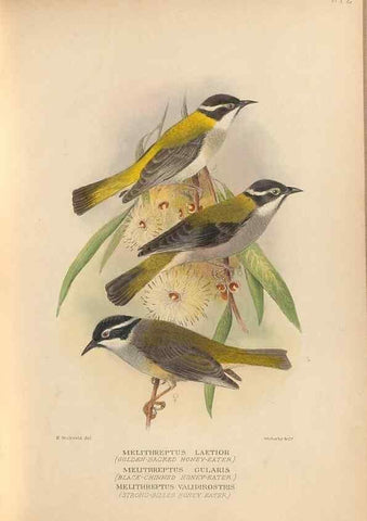 Reproducción/Reproduction 28526352378: The birds of Australia /. London :Witherby,1910-1927.. 
