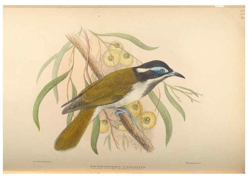 Reproducción/Reproduction 42399809971: The birds of Australia /. London :Witherby,1910-1927.. 