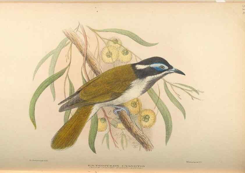Reproducción/Reproduction 42399809971: The birds of Australia /. London :Witherby,1910-1927.. 