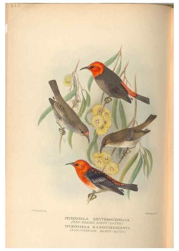 Reproducción/Reproduction 28526358448: The birds of Australia /. London :Witherby,1910-1927.. 