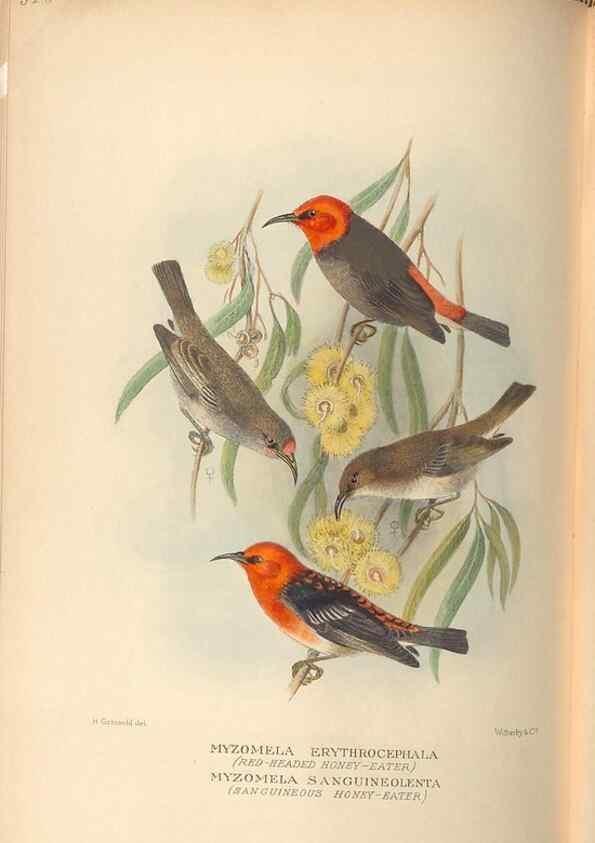 Reproducción/Reproduction 28526358448: The birds of Australia /. London :Witherby,1910-1927.. 