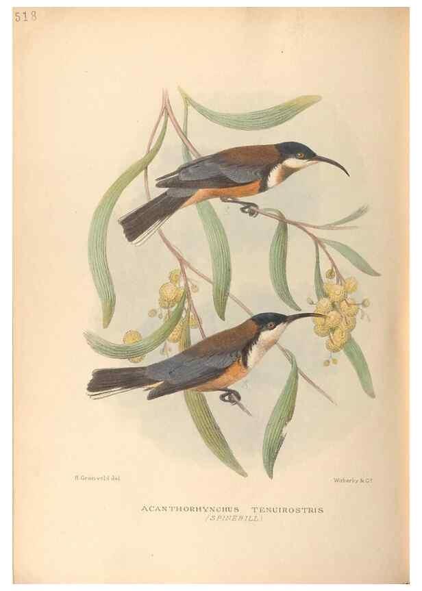 Reproducción/Reproduction 42349809882: The birds of Australia /. London :Witherby,1910-1927.. 