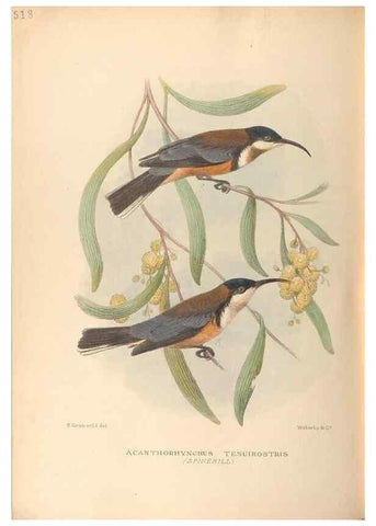 Reproducción/Reproduction 42349809882: The birds of Australia /. London :Witherby,1910-1927.. 