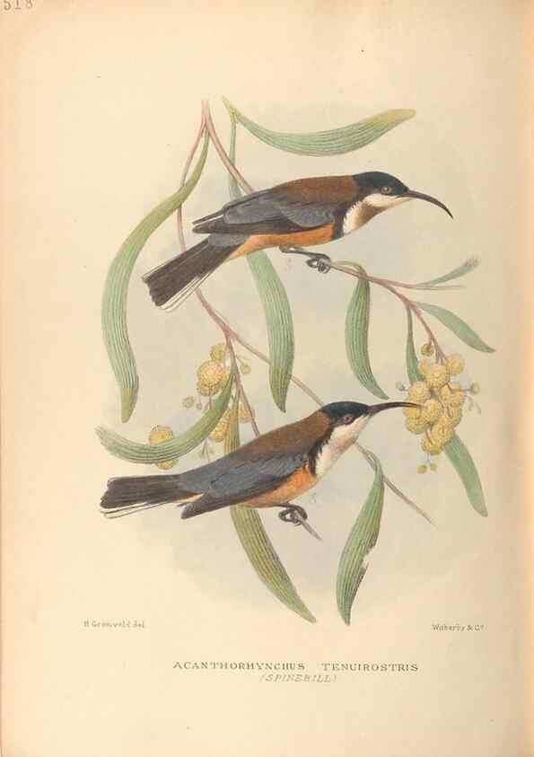 Reproducción/Reproduction 42349809882: The birds of Australia /. London :Witherby,1910-1927.. 