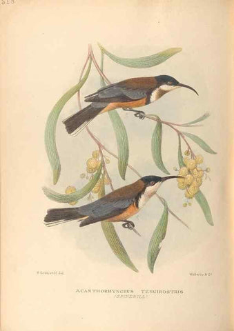 Reproducción/Reproduction 42349809882: The birds of Australia /. London :Witherby,1910-1927.. 