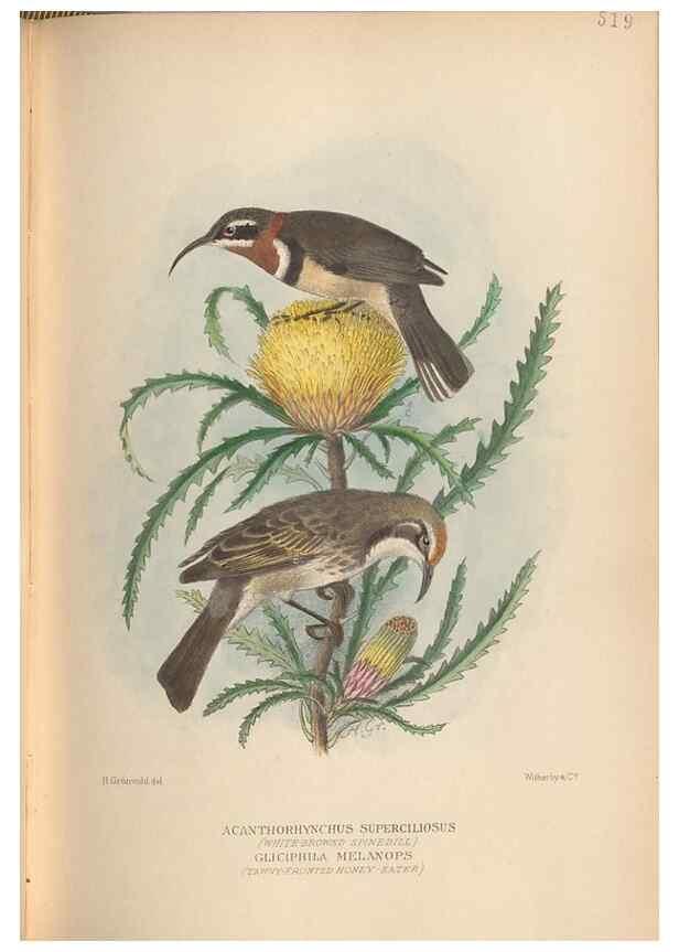 Reproducción/Reproduction 28526365228: The birds of Australia /. London :Witherby,1910-1927.. 
