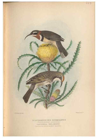 Reproducción/Reproduction 28526365228: The birds of Australia /. London :Witherby,1910-1927.. 