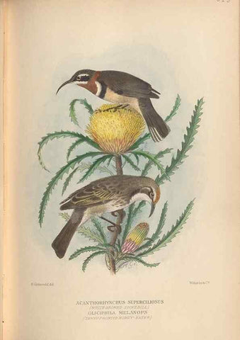 Reproducción/Reproduction 28526365228: The birds of Australia /. London :Witherby,1910-1927.. 