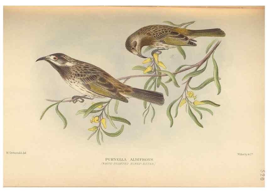 Reproducción/Reproduction 27529215887: The birds of Australia /. London :Witherby,1910-1927.. 