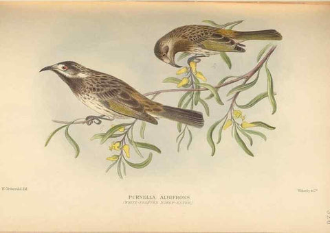 Reproducción/Reproduction 27529215887: The birds of Australia /. London :Witherby,1910-1927.. 