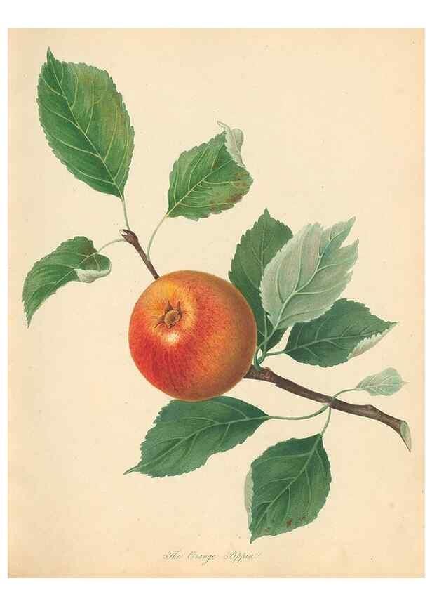 Reproducción/Reproduction 42438591421: Pomona Herefordiensis :. London :Printed for the Agricultural Society of Herefordshire, by W. Bulmer ... and sold by W. Hooker ... White and Cochrane ... and J. Harding ...,1811.. 